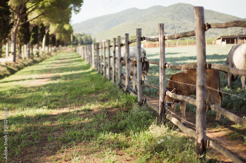 Brown calf plays hide and seek behing wooden fence in tuscan open land farm photo