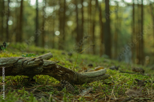 Fototapeta Naklejka Na Ścianę i Meble -  Gałąź w lesie