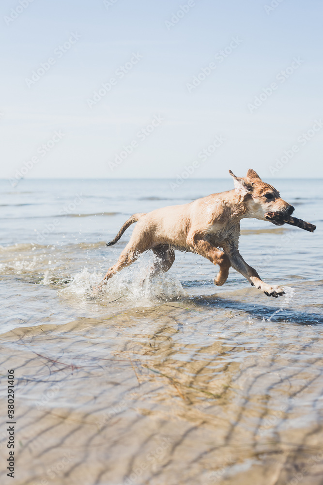 Dog running on the beach Dog running on the beach