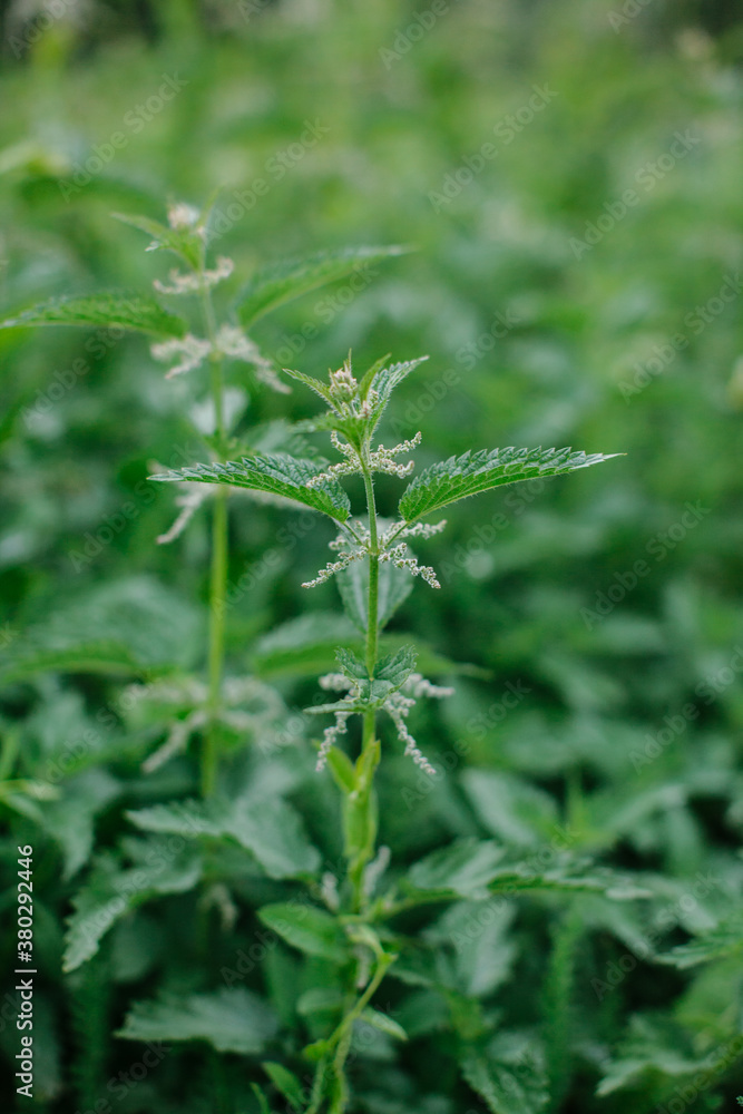 Stinging nettles Stinging nettles