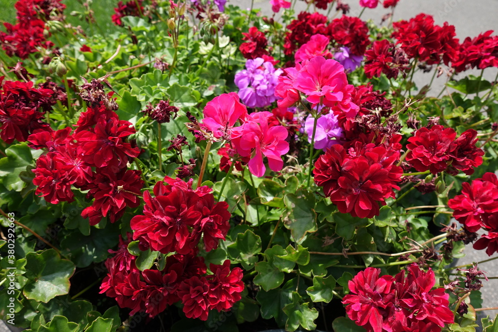 Flowers of ivy-leaved pelargonium in shades of red and pink