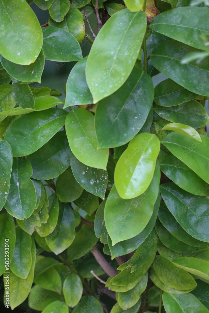 close up cherry tree leaves at evening time close up cherry tree leaves at evening time