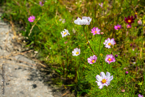 Close shot of colorful galsang flowers in Tibet  China.