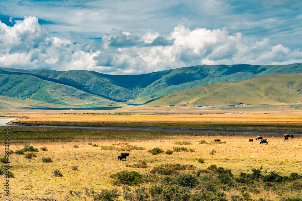 The hill and grassland landscape in Ruoergai Grassland, Sichuan, China, autumn time. The hill and grassland landscape in Ruoergai Grassland, Sichuan, China, autumn time.