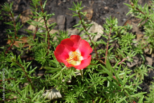 Wallpaper Mural One red flower of Portulaca grandiflora in July Torontodigital.ca