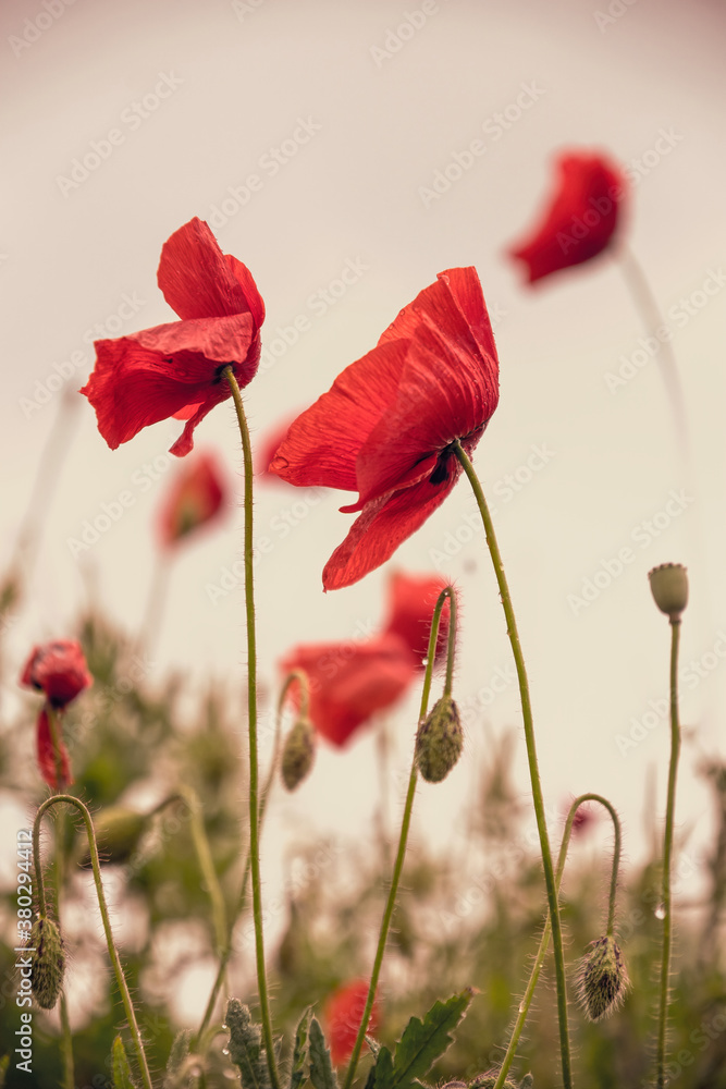 Obraz premium Blooming red poppies and sunny summer meadow