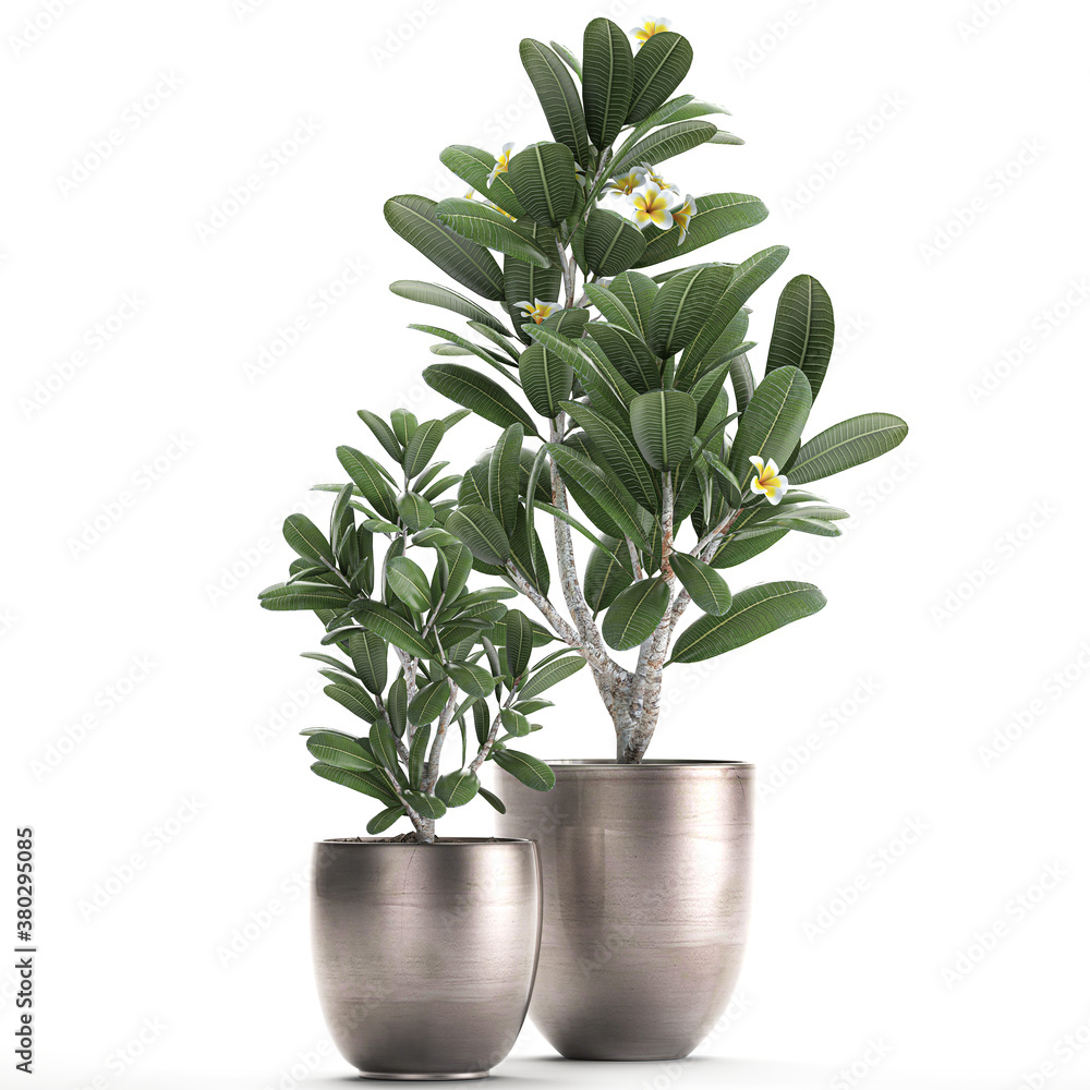 Frangipani tree in a white pot on white background Frangipani tree in a white pot on white background