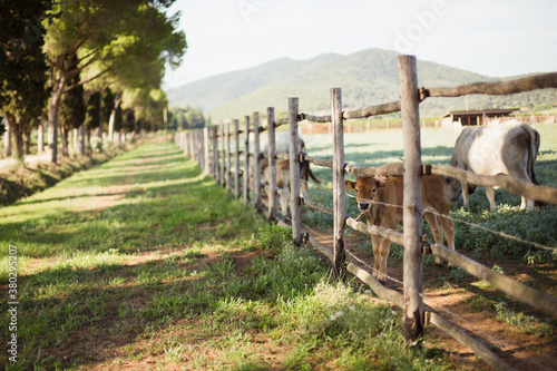 Beautiful young beige calf looks at the camera through wooden fence in tuscan corral photo