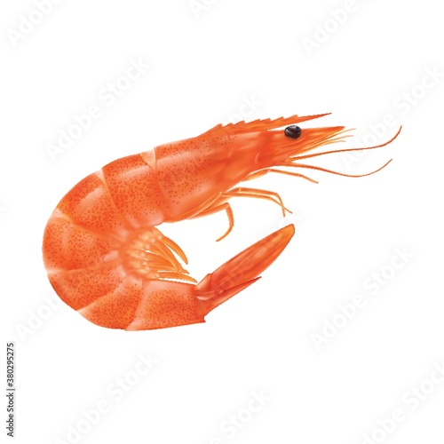 Prawn
