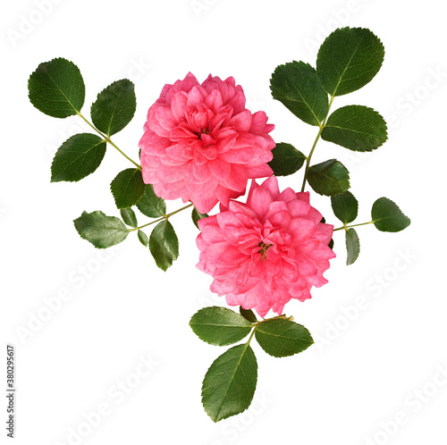 Fototapeta Naklejka Na Ścianę i Meble -  Rose flowers and leaves in a floral arrangement