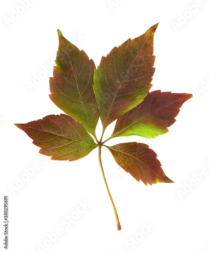 Colorful autumn leaf of wil...