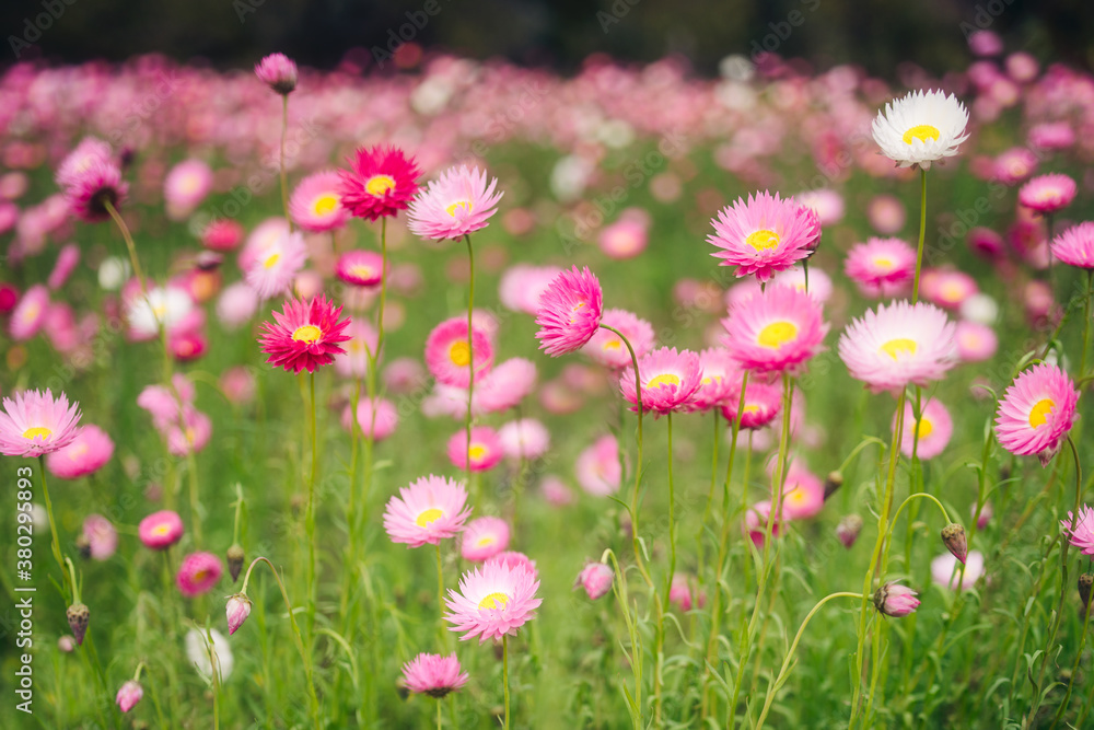 Everlasting Paper Daisy wildflowers in spring in Western Australia Everlasting Paper Daisy wildflowers in spring in Western Australia