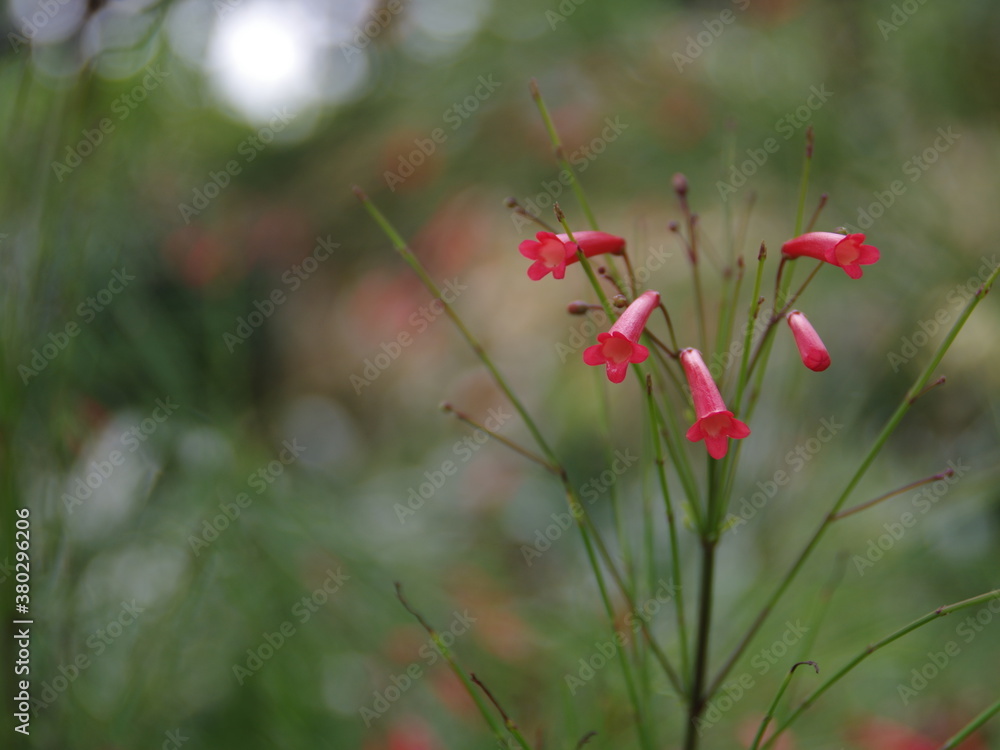 small red flowers in the garden. bokeh background sun. park in thailand small red flowers in the garden. bokeh background sun. park in thailand