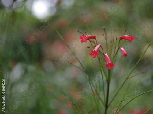 small red flowers in the garden.  bokeh background sun. park in thailand © KtoQ