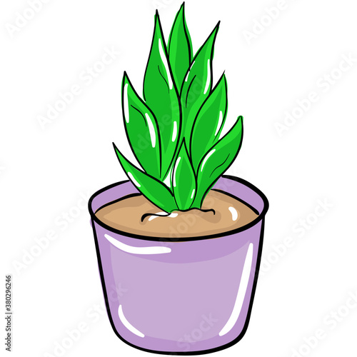 Aloe Vera