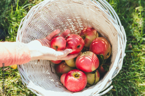 A woman_ÔøΩÔøΩs hand dropping two red apples in a white basket photo