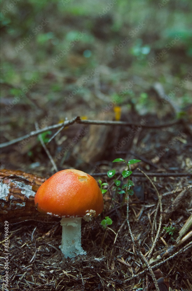 Red mushroom in the rainy forest Red mushroom in the rainy forest