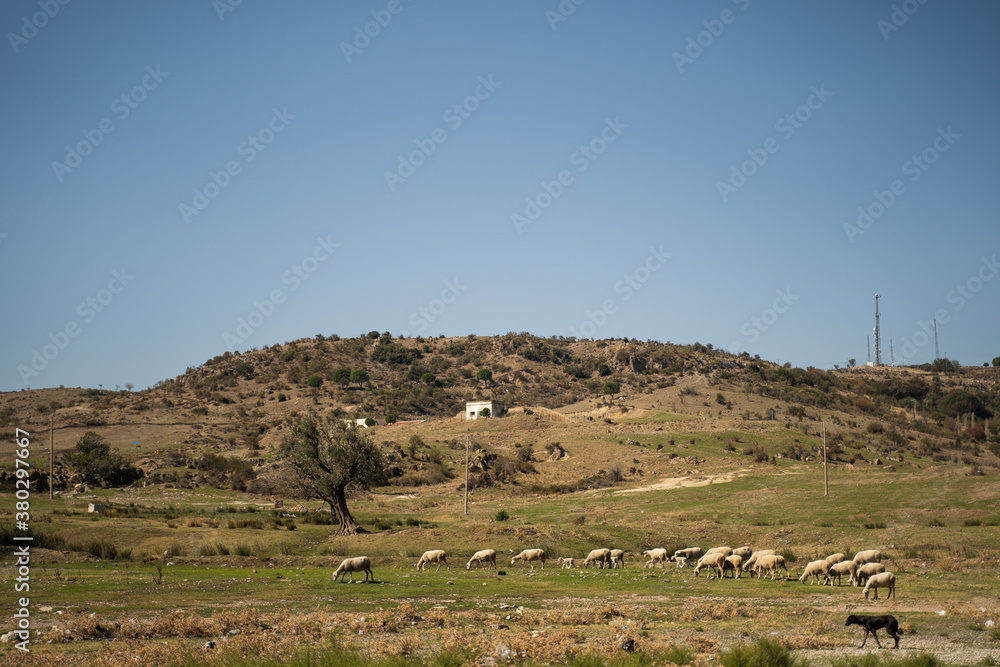 Sheep field near Ephesus, Turkey