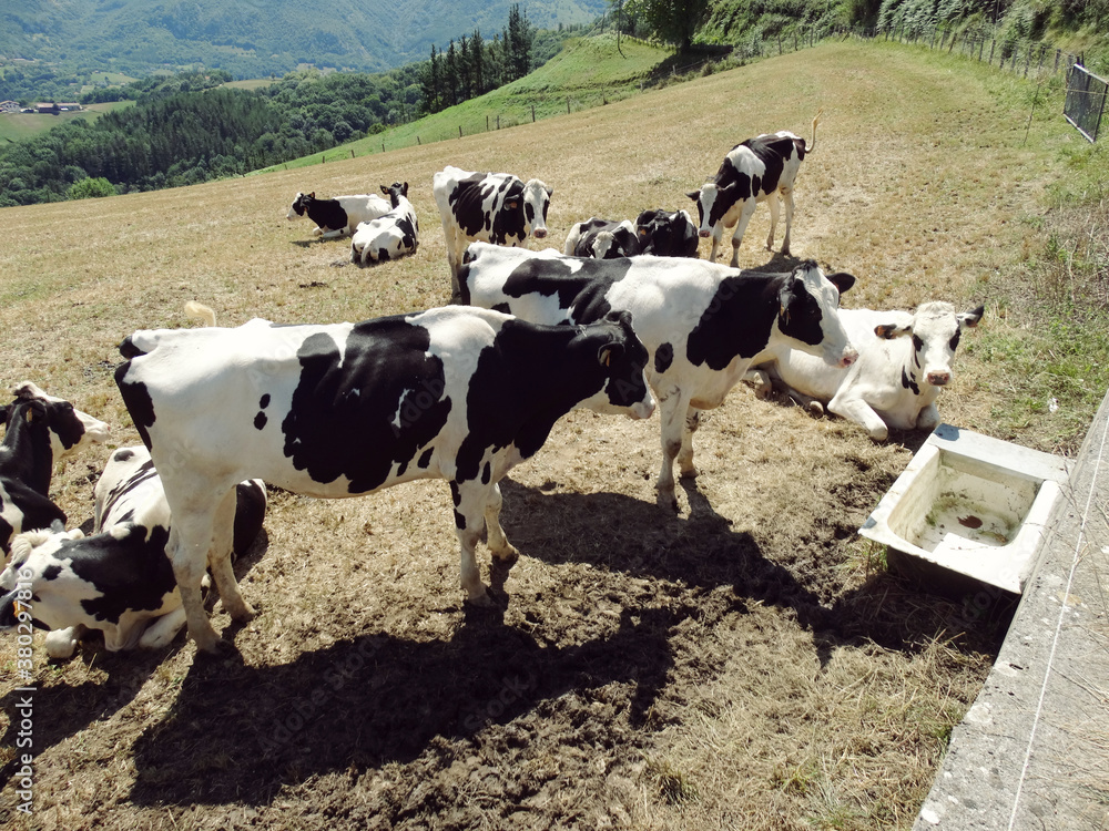 Cows feeding on meadow for Milk