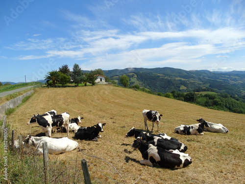 Cows feeding on meadow for Milk