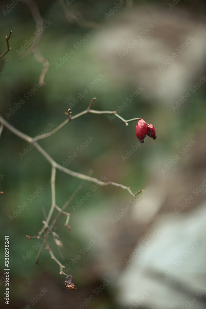 Red rosehips on leafless branches in autumn Red rosehips on leafless branches in autumn