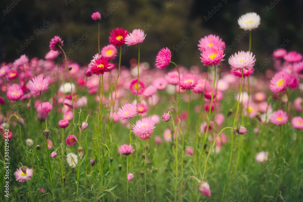 Everlasting Paper Daisy wildflowers in spring in Western Australia Everlasting Paper Daisy wildflowers in spring in Western Australia
