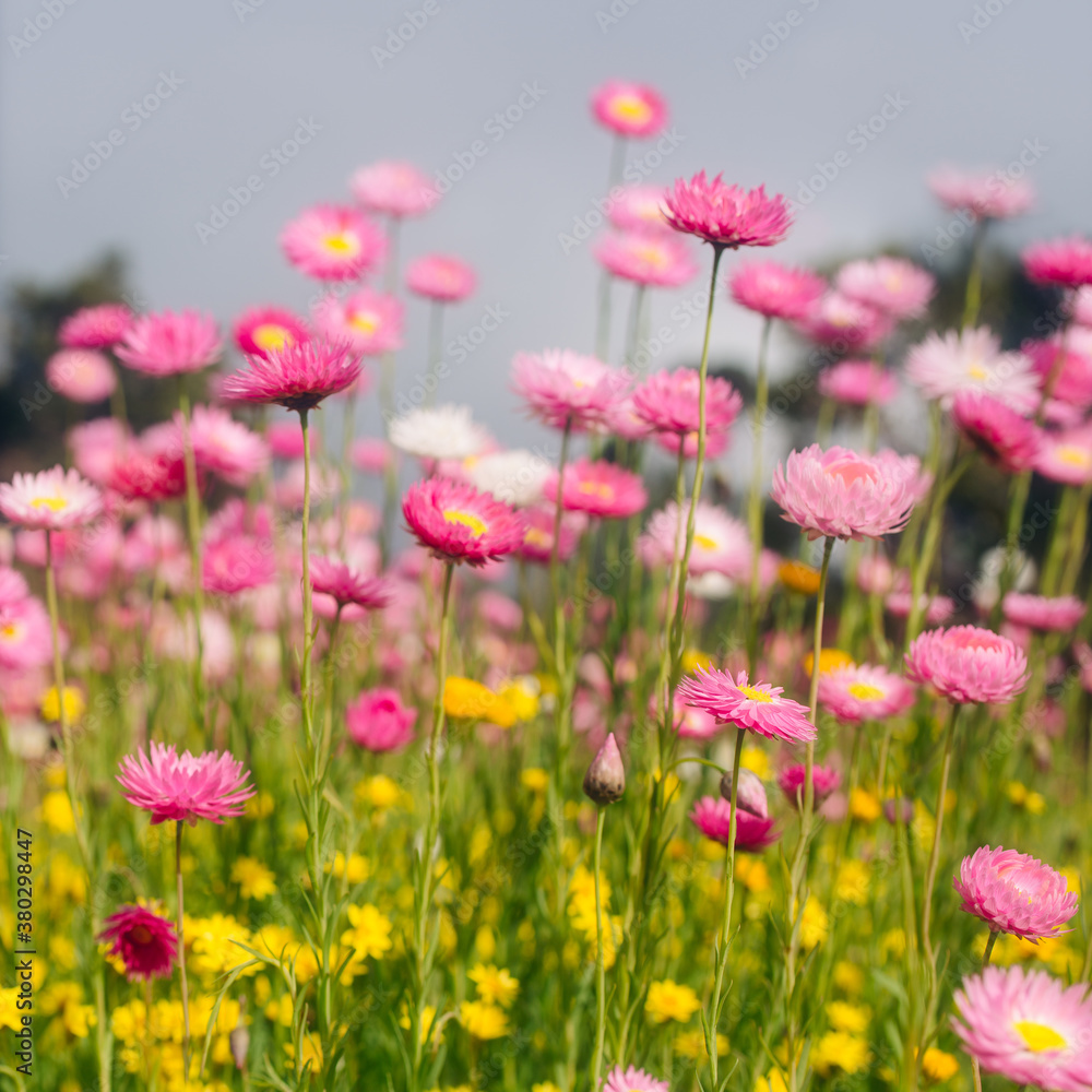 Everlasting Paper Daisy wildflowers in spring in Western Australia Everlasting Paper Daisy wildflowers in spring in Western Australia