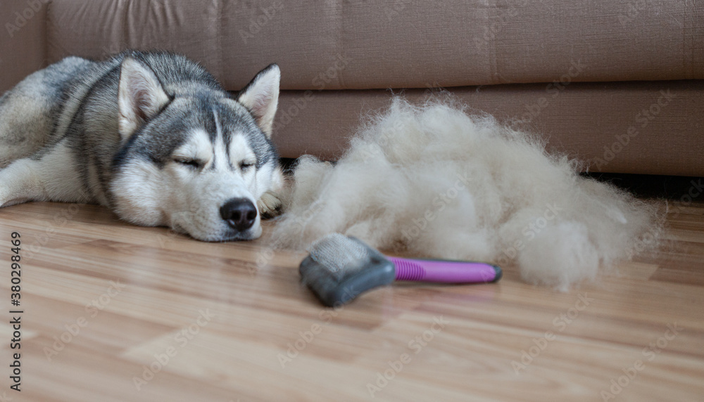 Fototapeta premium The Siberian Husky lies on the floor in a pile of fur and a dog's comb. Brush for clipping dog hair.