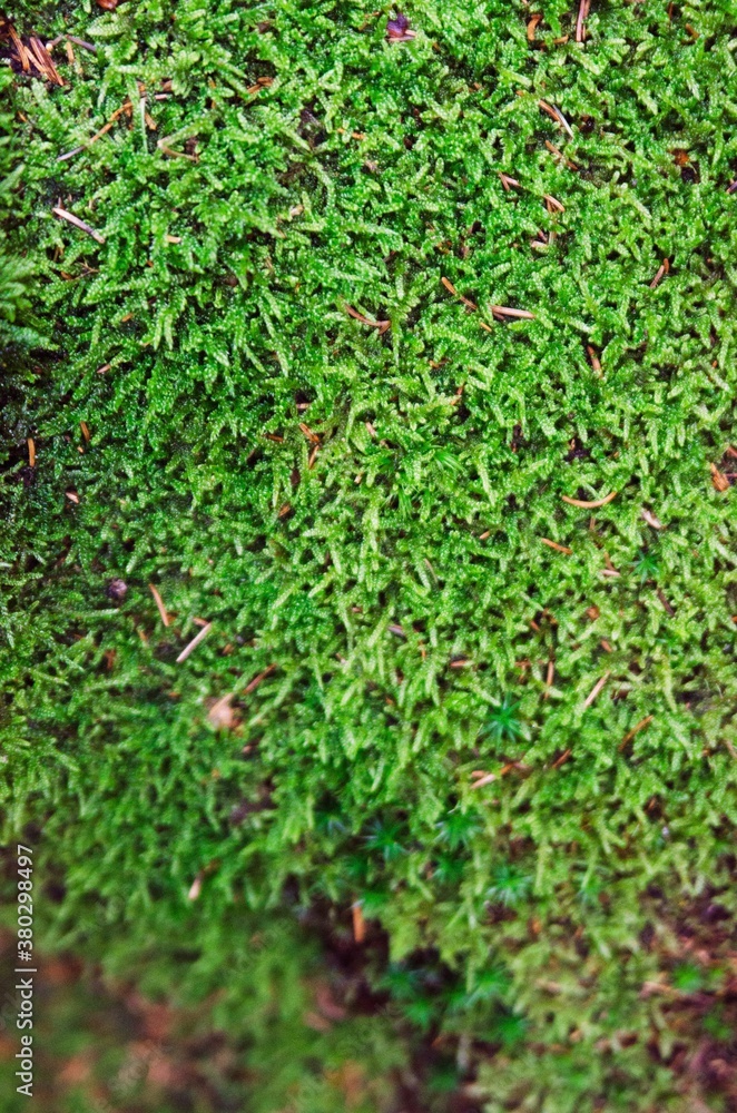 Close up of moss in the forest Close up of moss in the forest