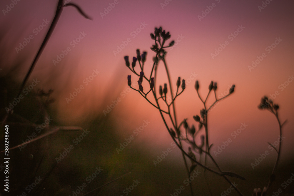 Obraz premium Beautiful flowers with sunset background