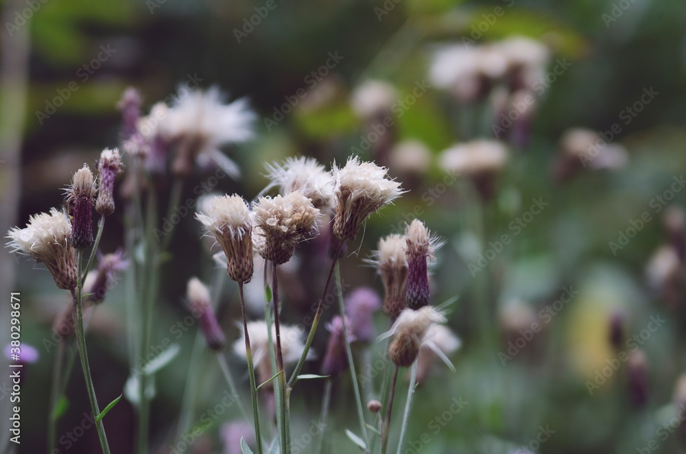 Wild flowers Wild flowers