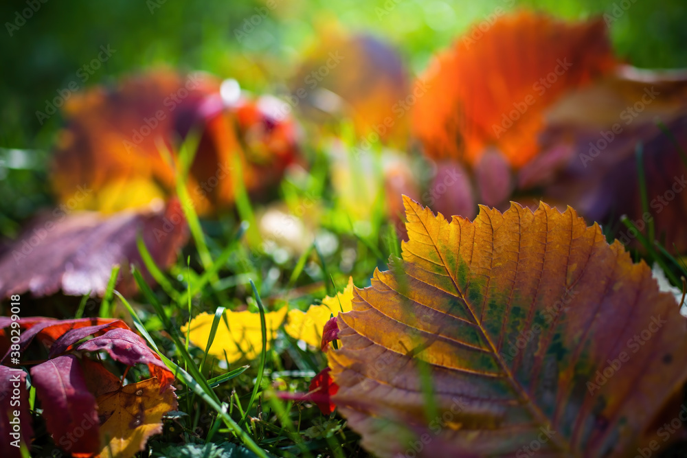 Leaves in various autumnal colors Leaves in various autumnal colors