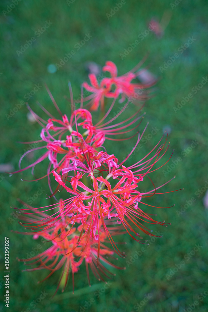 Close view of a bunch of red red lycoris radiatas on a green grass. Close view of a bunch of red red lycoris radiatas on a green grass.