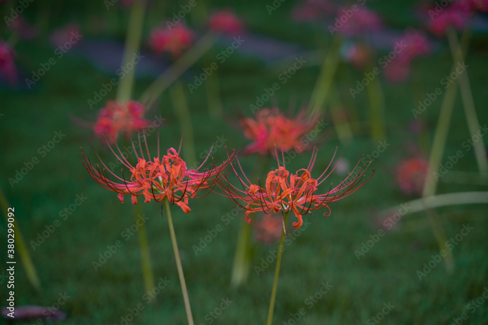 Close view of a bunch of red red lycoris radiatas on a green grass. Close view of a bunch of red red lycoris radiatas on a green grass.