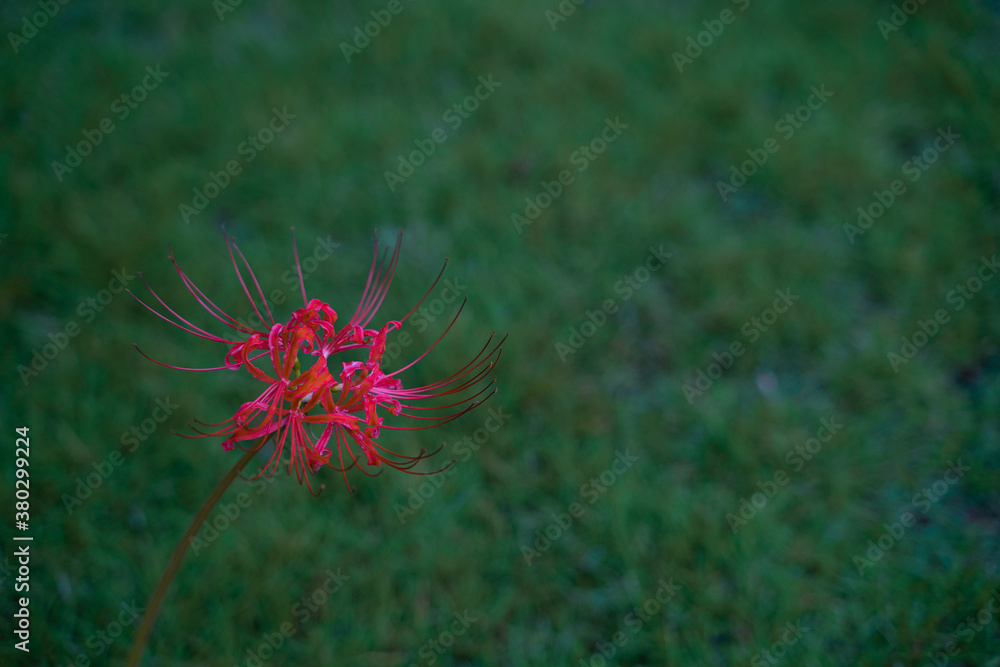 Close view of a bunch of red red lycoris radiatas on a green grass.