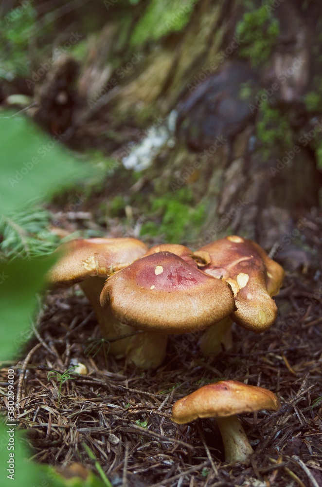 Mushrooms in the forest Mushrooms in the forest
