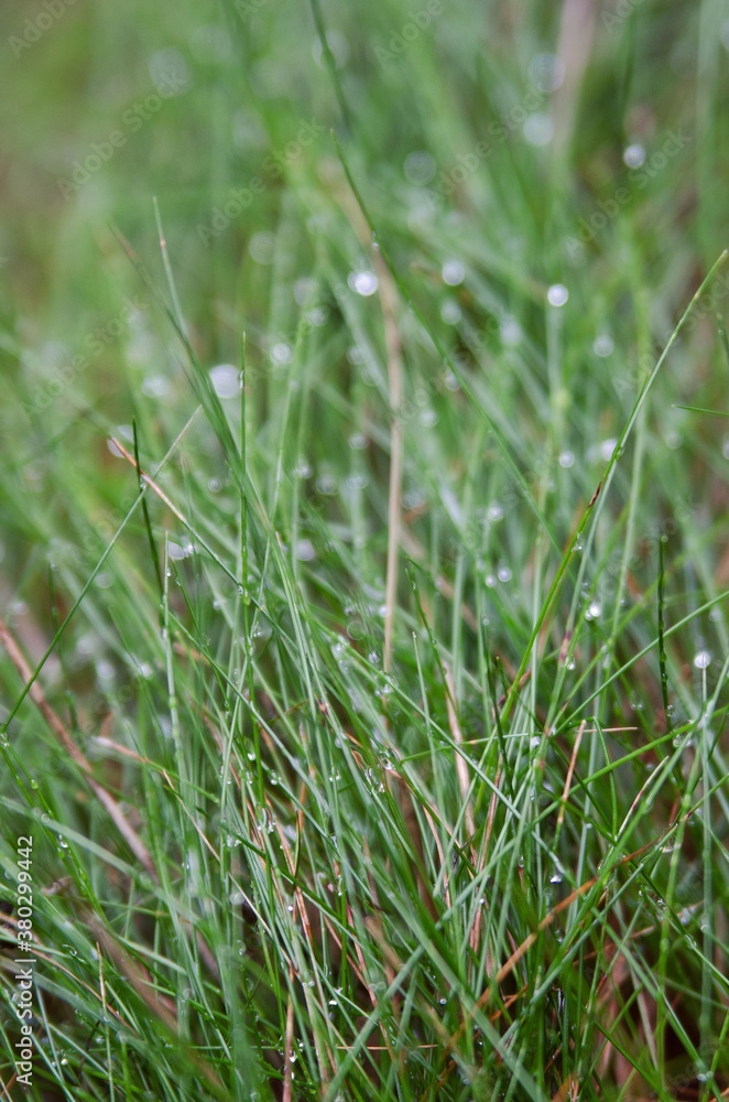 Dew on the grass Dew on the grass
