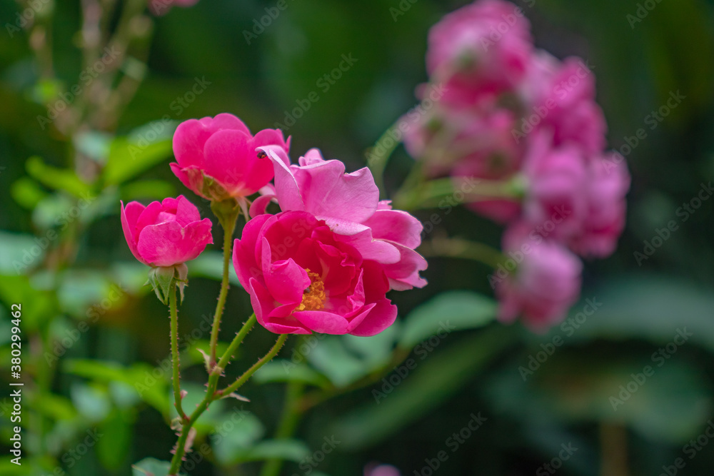 garden flowers with bees and colorful background with other flowers in sharp blur garden flowers with bees and colorful background with other flowers in sharp blur