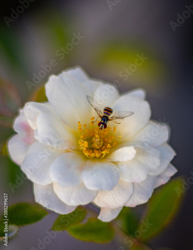 garden flowers with bees and colorful background with other flowers in sharp blur
