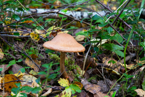 Amanita fulva mushroom, also known as the tawny grisette