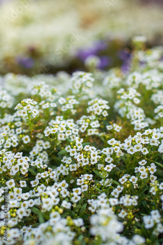 Flowers are alyssum close-up