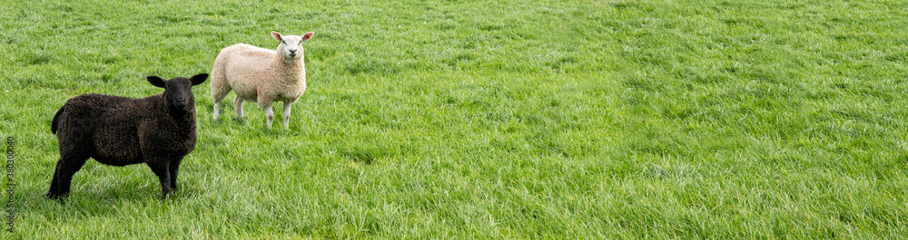Black and white sheep in field - banner image Black and white sheep in field - banner image