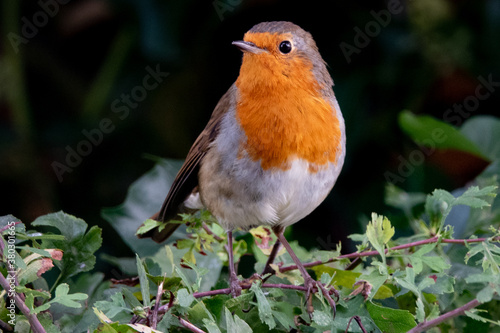 European Robin © Tumbledown Cottage