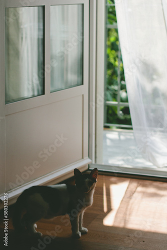 Kitten stands in the shadow in front of open door with sun on the floor photo