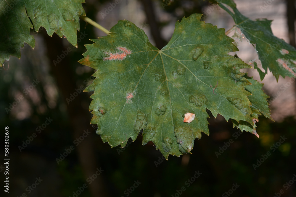 Sick grape leaf Sick grape leaf