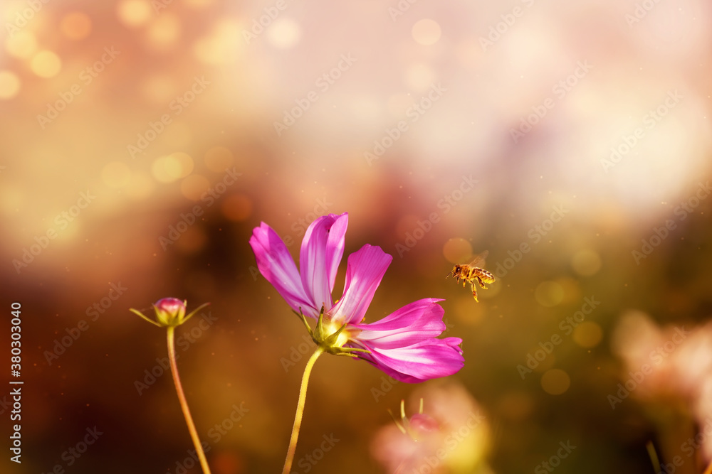 Delicate flower of pink chamomile and a bee flying in the air. Artistic photo with selective focus. Delicate flower of pink chamomile and a bee flying in the air. Artistic photo with selective focus.