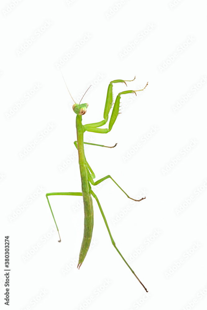 Praying Mantis on White Background Praying Mantis on White Background