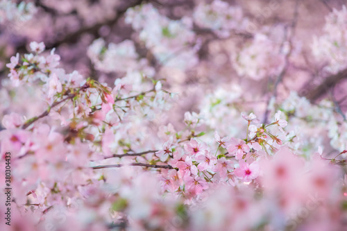 Wallpaper Mural Illuminated Japanese cherry blossoms Torontodigital.ca