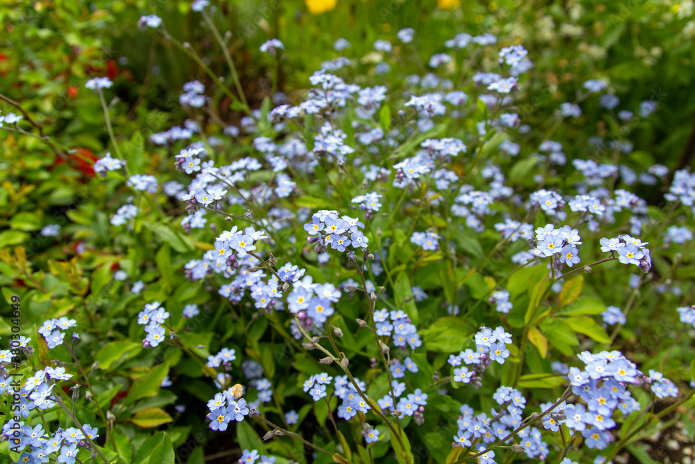 Natural background of forget-me flowers