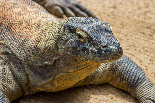 The Komodo dragon rests on the ground.
it is also known as the Komodo monitor, a species of lizard found in the Indonesian islands of Komodo, Rinca, Flores, and Gili Motang.